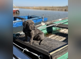 Cane Corso grau  welpen hündin Graue Hündin mit Züchtergarantie EUCH WCh-Linie zu verkaufen