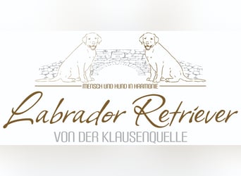 Labrador Welpen aus Körzucht