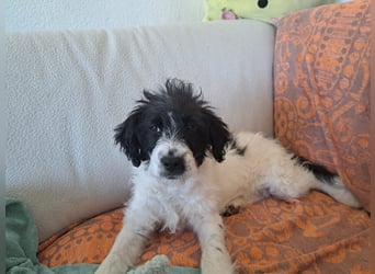 Welpenmädchen Herra sucht ein Zuhause ❤️