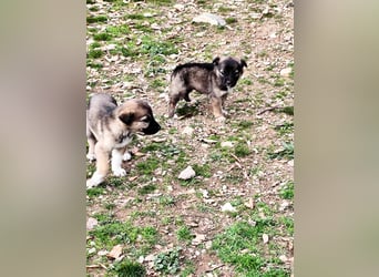 Buddy sucht sein Zuhause – Eine kleine Fellnase mit viel Charme
