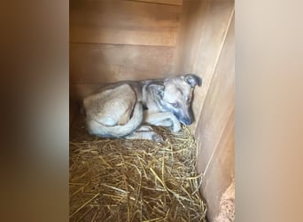 Hailey sucht ein Zuhause  