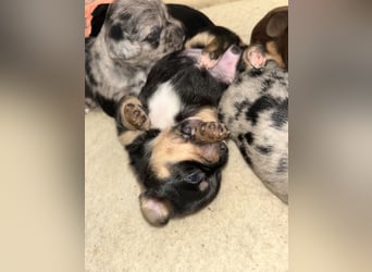 Chihuahua mix Welpen