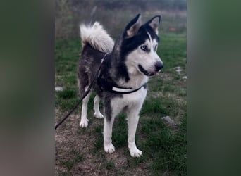 Jacko von kettenlos