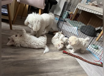 Bichon Frisé