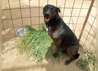 Lomri, vorsichtige Hundedame, ca. 6 Jahre, ca. 17 kg