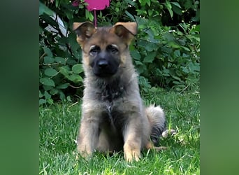 Schäferhund, Welpen, gerader Rücken, SV Papiere