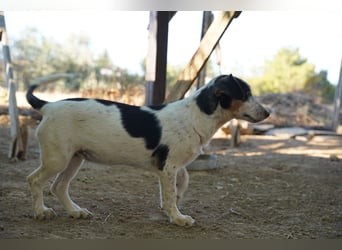 Ada