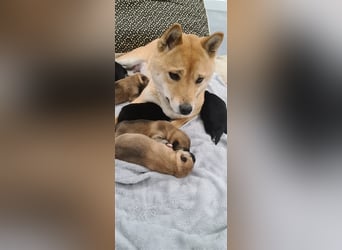 Wurfankündigung - Oktober 24 - Reinrassige Shiba - Inu Welpen! Langjährige Shiba-Liebe!