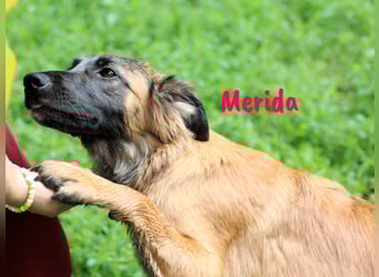 Merida geb. 04/2024 - neugierige, verschmuste traumhaft hübsche Junghündin!
