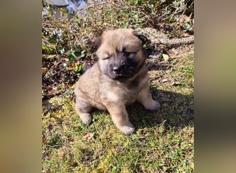Eurasier
