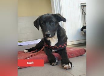 lieber Ralfi wünscht sich sein Zuhause