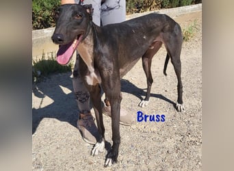 Bruss 01/2023 (ESP) -ein Traumgalgo!