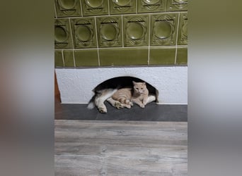 Siberian Husky Notfall dringend kinderlieb katzenverträglich lieb