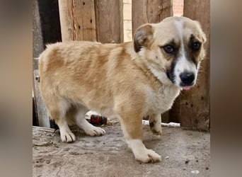 Lilu muss dringend aus dem Shelter