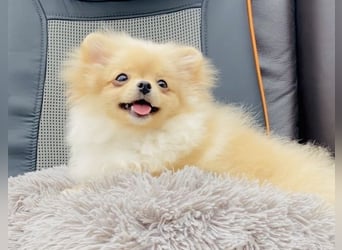 Zwergspitz Pomeranian Weibchen 5Monate jung