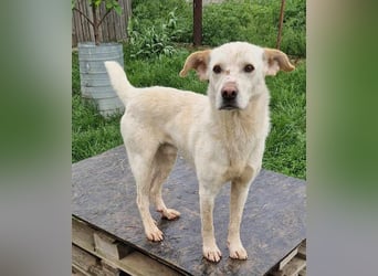 Casper (auf Pflegestelle Nähe Hannover)