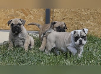 Freiatmige Bulldoggenwelpen Abgabebereit
