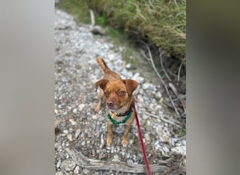 süße kleine Chihuahua-Pekinesen Mischlings-Hündin Evi sucht .....