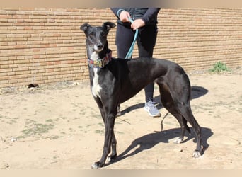 NORMA-klassische Galga: elegant, feinfühlig und voller innerer Stärke