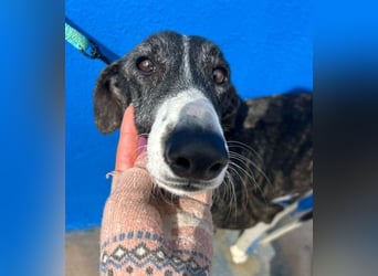 Marylin, zauberhafte Galgo Lady, zu brav für die Jagd, abgegeben