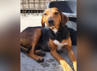 Zoey ❤️ schmusige, liebe, soziale Bracke-Mix-Hündin!
