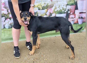 Anubis, fröhlicher Kerl sucht aktive Menschen