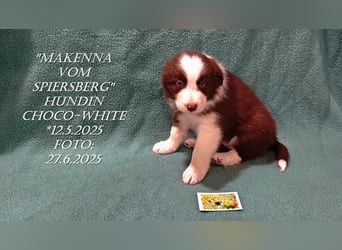 Border Collie-Welpen , black-,choco-,red-white und red-,black-merle