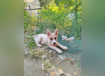 Pongo sucht sein für immer Zuhause