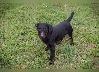 VIKTOR - der Terrier-Mix Rüde träumt von tollen Abenteuern mit seiner eigenen Familie!