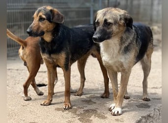KORA❤️sanfte Seele sucht sehnsüchtig ein liebevolles Zuhause & Geborgenheit