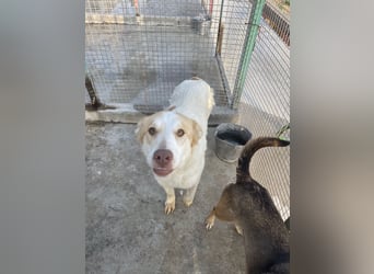 LEEBA - Ein Herz auf vier Pfoten sucht ihr Zuhause Zuhause oder Pflegestelle zum 06.09.2025 gesucht!