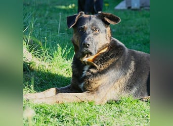 Woody - freundlicher, sozialer, verschmuster Rüde / Pflegestelle in Gerolstein