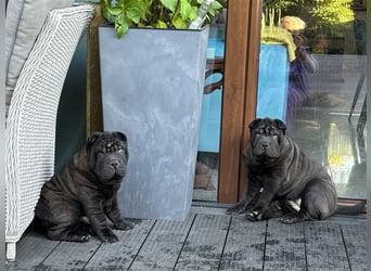 DAS HAUS MIT SHAR-PEI WELPEN - Rassehunde FCI-Profesionelle Zucht