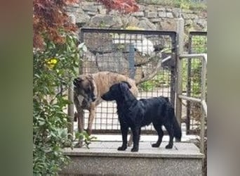 Cooper ❤️ Pflegefamilie 42109 Wuppertal