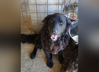 GONZALES❤️ liebenswerter, agiler und neugieriger Kroatischer Schäferhund-Mix