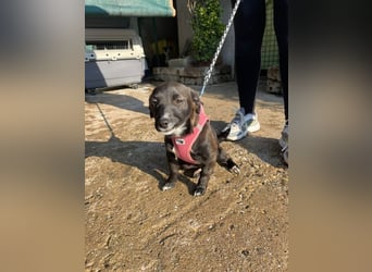 Pebbles - unsere kleine Wirbelmaus