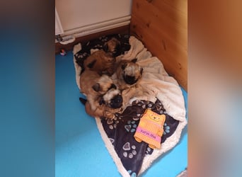 Pekinese chihuahua Mix welpen