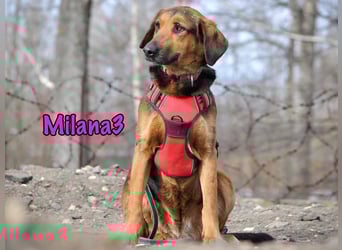 Milana3 geb. 01/2022 - menschenbezogene, freundliche und sanfte Schönheit!