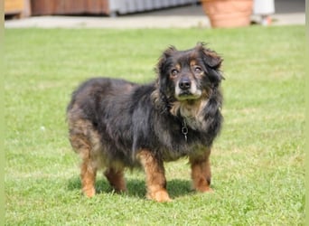 FRODO sucht ein Zuhause