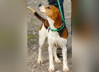 Gina, Beagle
