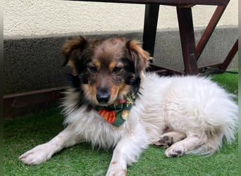Aiko SR – entspannter Kuschelbär sucht liebevolles Zuhause