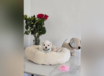 Zauberhafte koreanische Malteserwelpen
