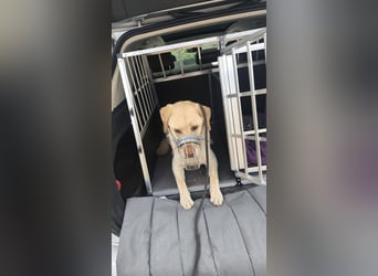 Labrador Golden Retriever Mix 