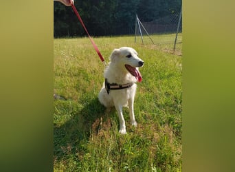 süße Retriever Mischlings Hündin Sally sucht ihre Menschen
