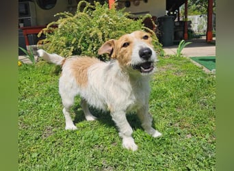 Lazar Jack-Russel-Mix Rüde ca. 5 Jahre alt in Ungarn