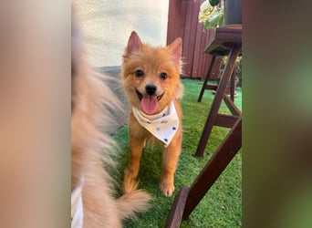 Charlie SR - Kuschelspitz mit großem Nachholbedarf