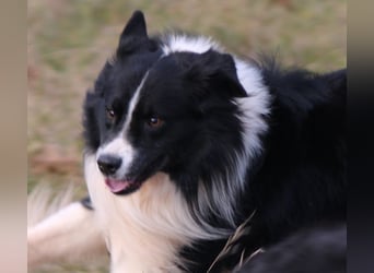 Australian Shepherd Welpe (reinrassig)