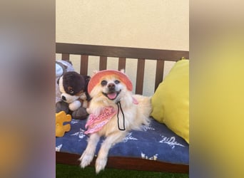 Nara SR – kleine Spitz-Prinzessin sucht endlich ihr Glück