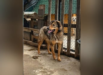 SALIA, Hündin, 7 Jahre, 51 cm, Mischling, Tierschutz