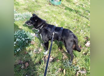 Curcuma, lieb und freundlich